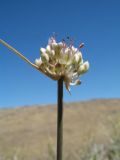 genus Allium. Верхушка побега с соцветием. Южный Казахстан, Сырдарьинский Каратау, горы Улькунбурултау, ≈ 800 м н.у.м., скальный выход зап. экспозиции. 27 июля 2018 г.