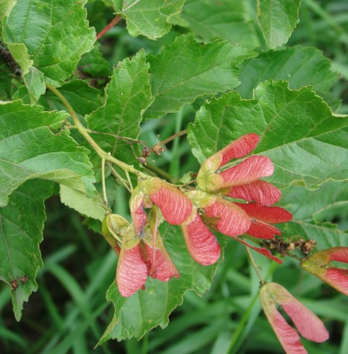 Image of Acer tataricum specimen.