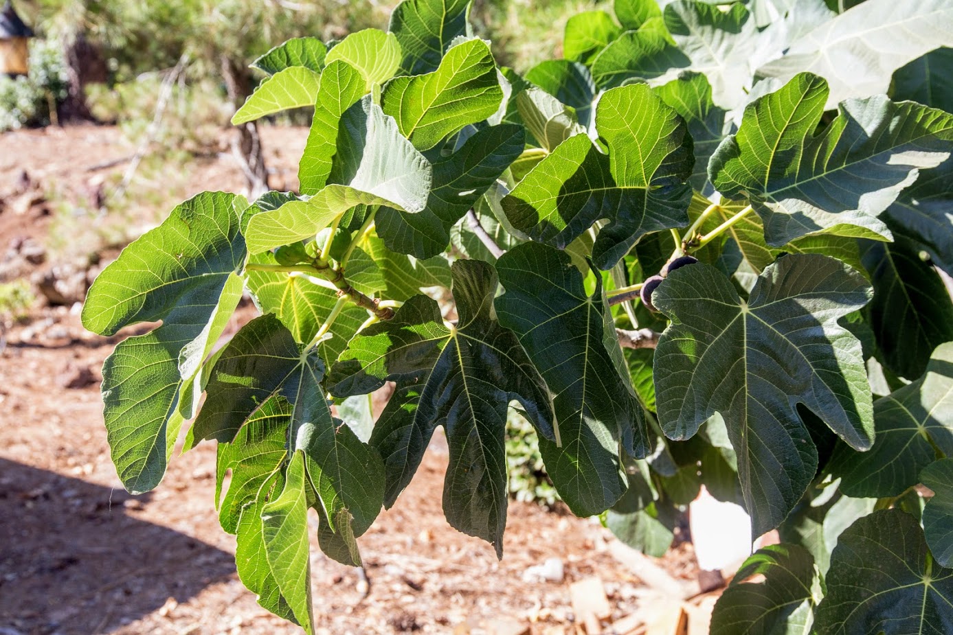 Image of Ficus carica specimen.