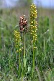 Orchis hybrid subspecies suckowii