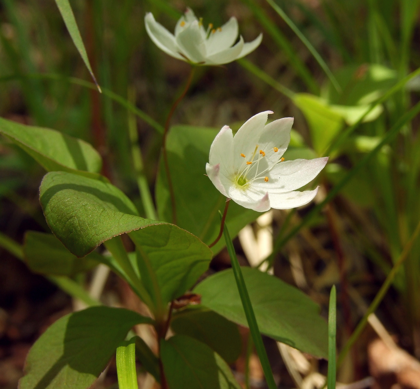 Image of Trientalis europaea specimen.