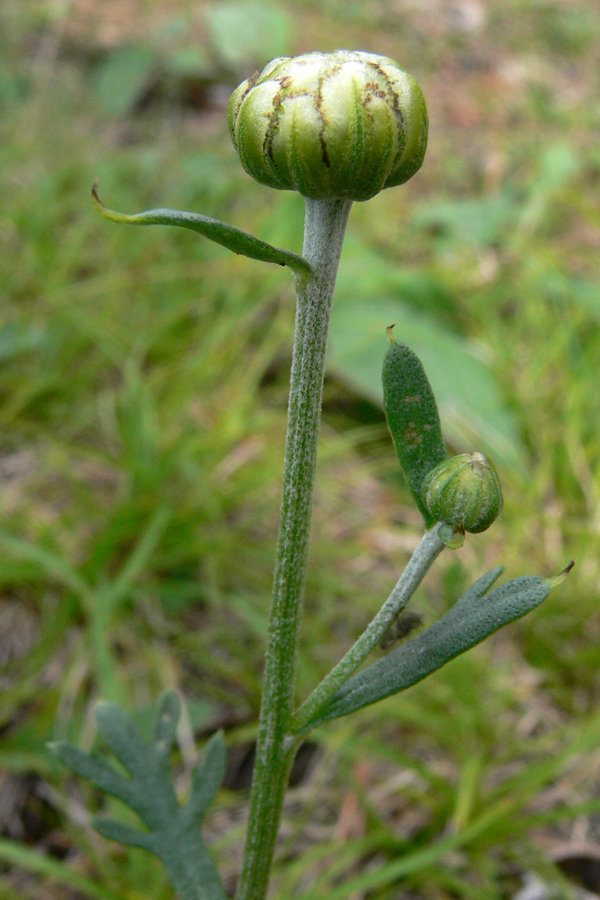 Image of Chrysanthemum zawadskii specimen.