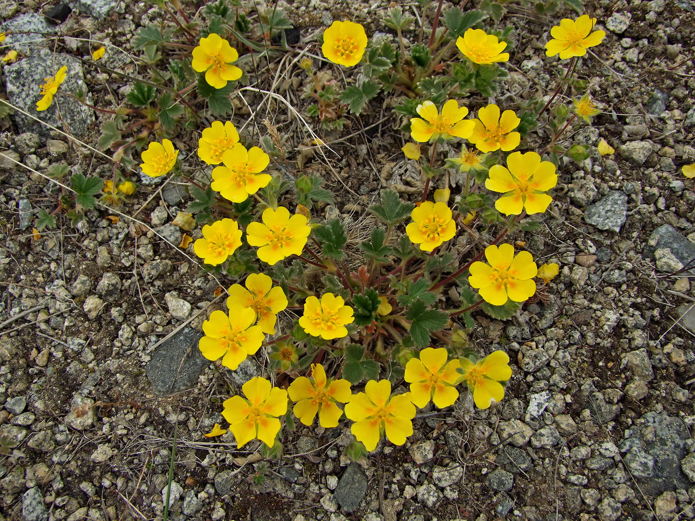 Image of Potentilla fragiformis specimen.