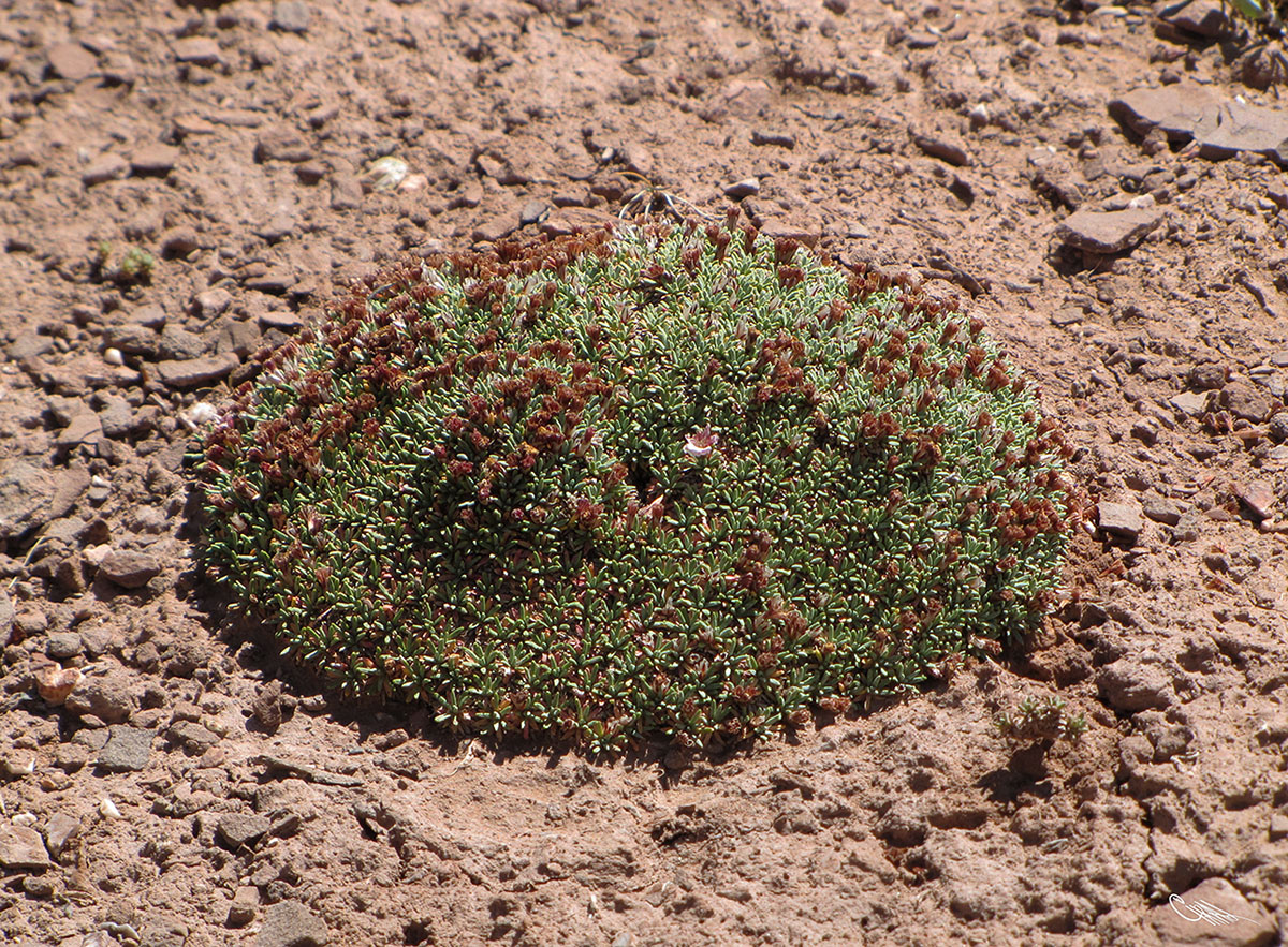 Image of Acantholimon hedinii specimen.