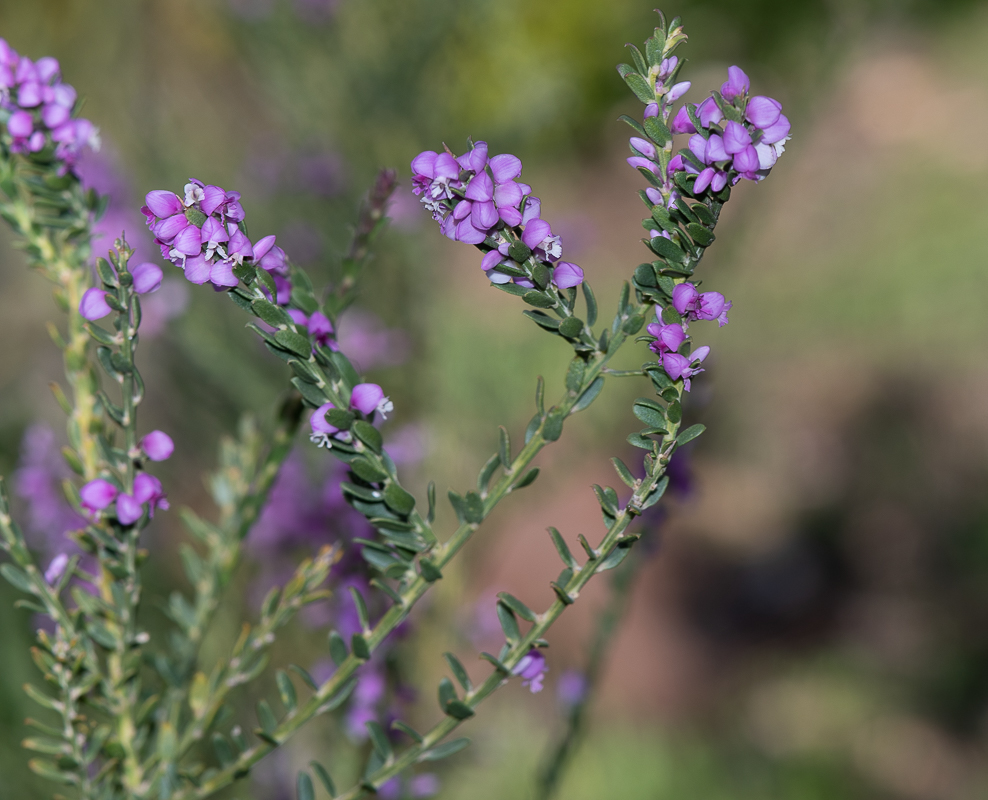 Image of Muraltia spinosa specimen.