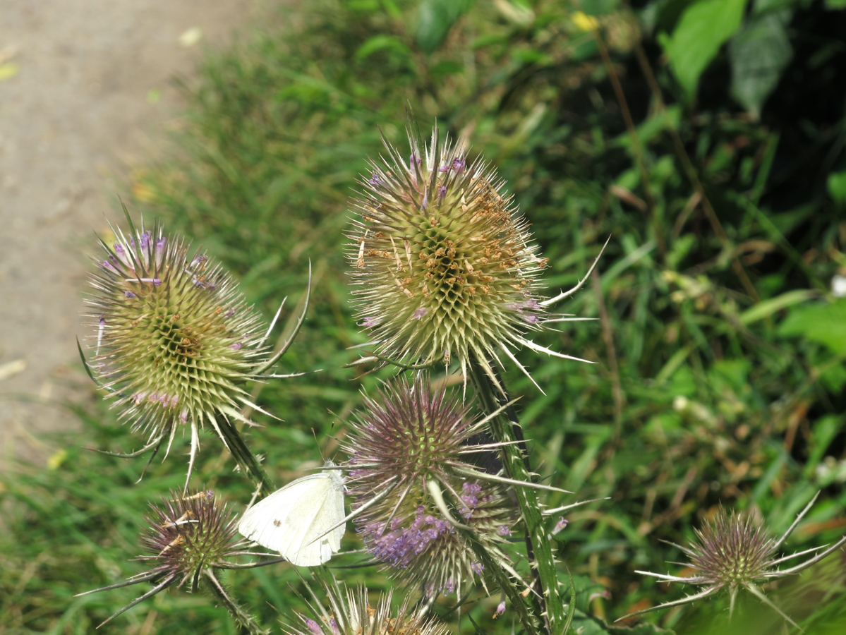 Изображение особи Dipsacus fullonum.