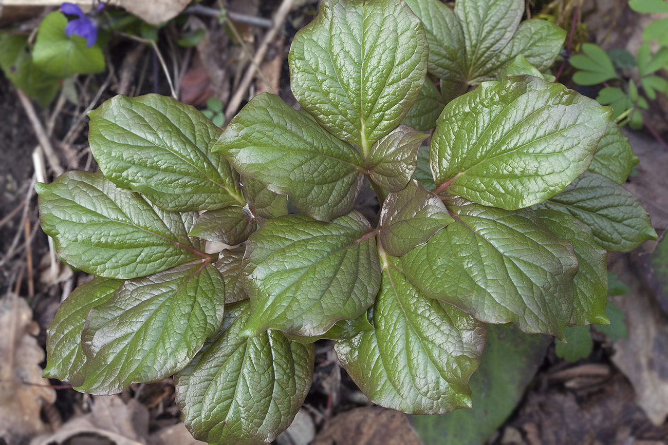 Изображение особи Paeonia wittmanniana.