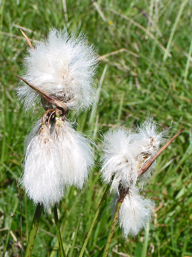 Изображение особи Eriophorum angustifolium.