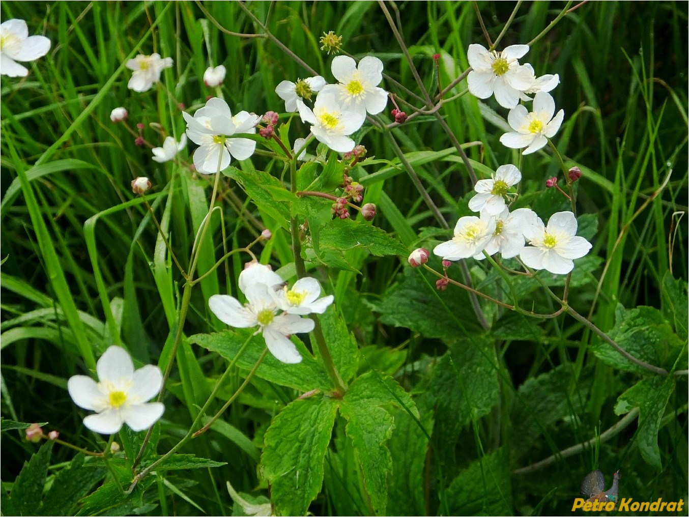 Изображение особи Ranunculus platanifolius.