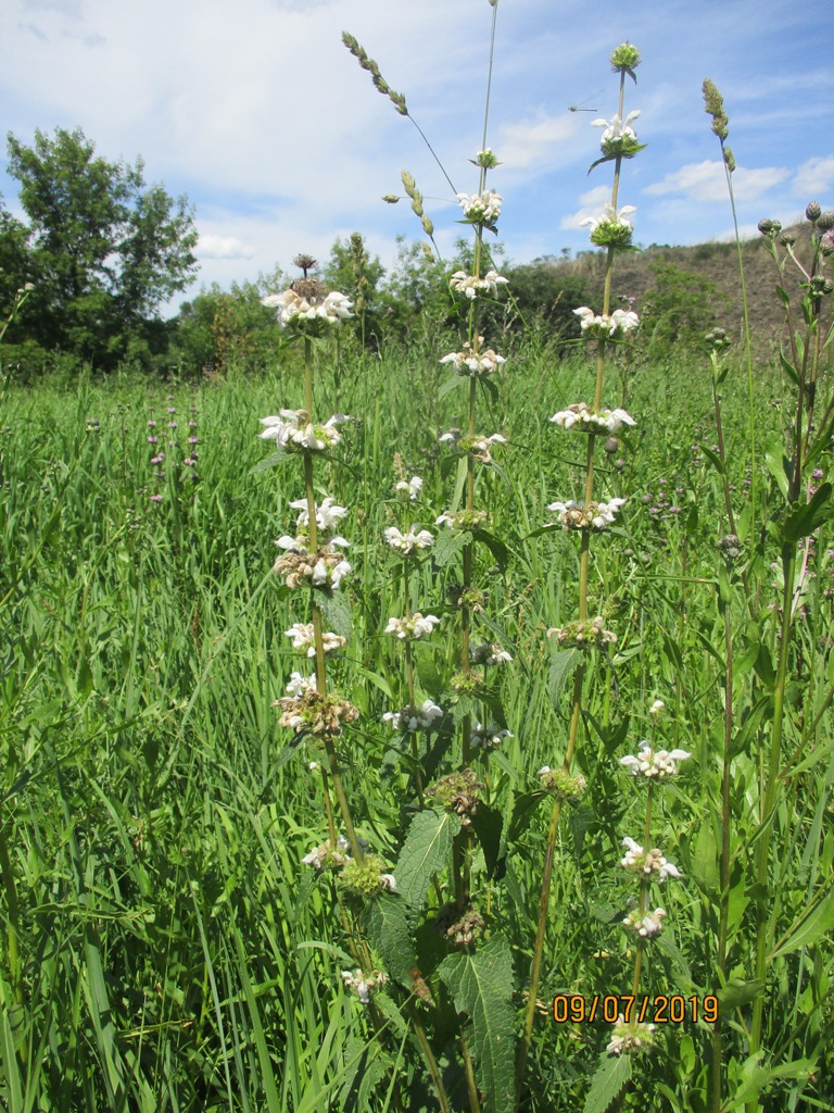 Image of Phlomoides tuberosa specimen.