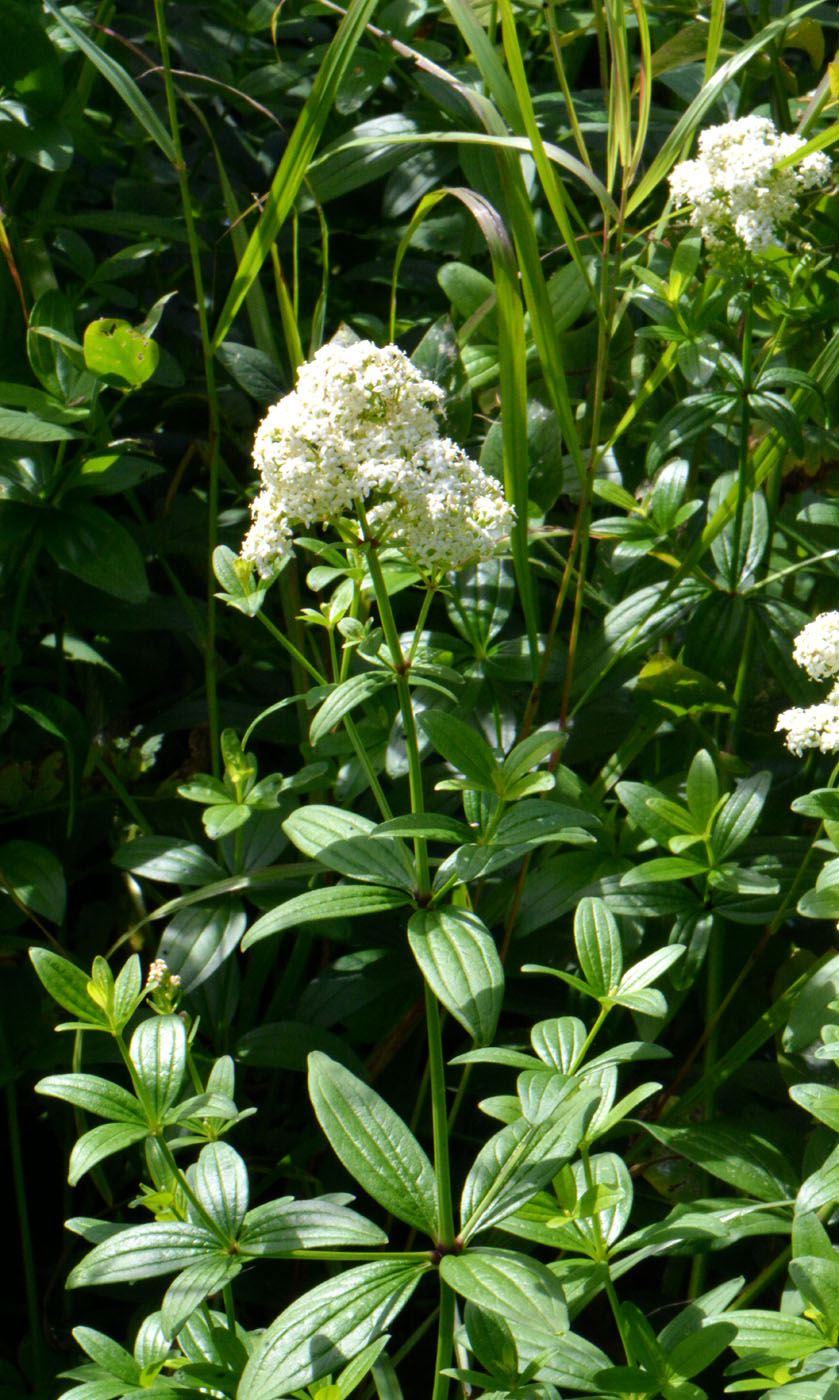 Image of Galium rubioides specimen.