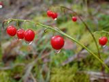 Convallaria majalis. Соплодие в каплях дождя. Тверская обл., Кимрский р-н, лесная поляна, зарастающая молодым березняком. 16.09.2019.