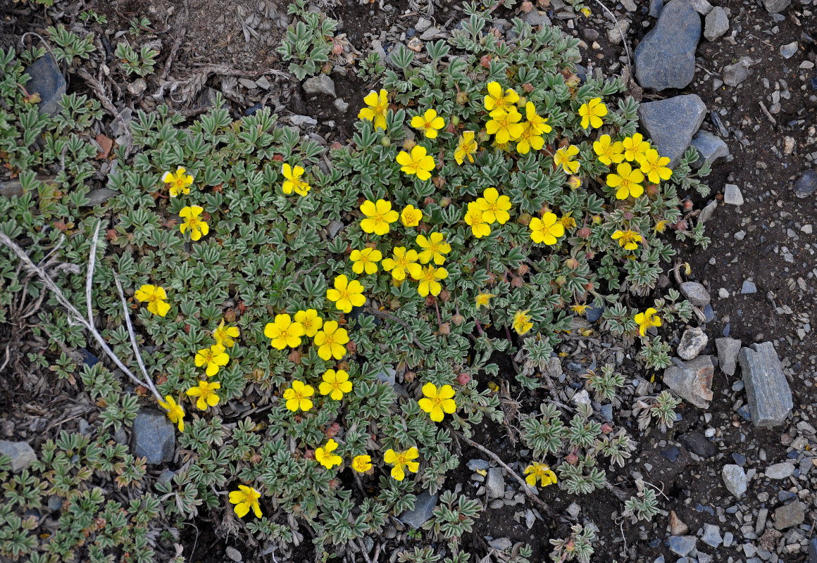 Image of Potentilla acaulis specimen.