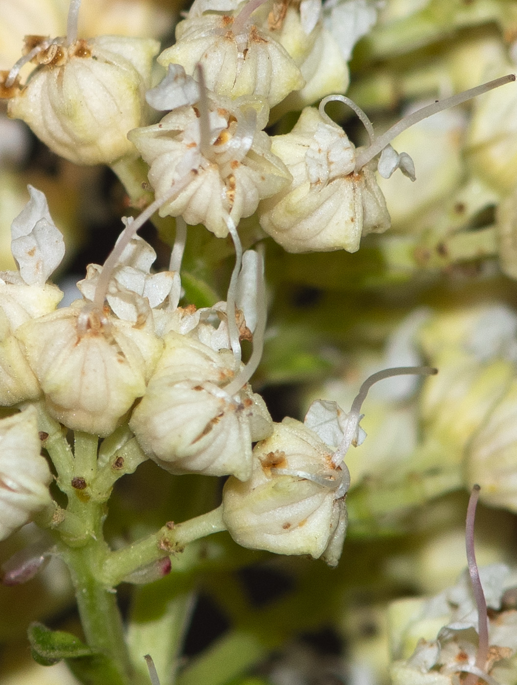 Image of Galpinia transvaalica specimen.