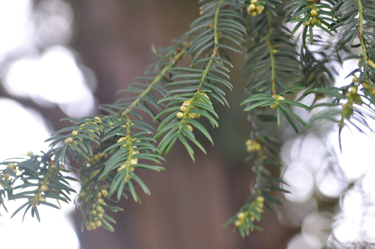 Изображение особи Taxus baccata.