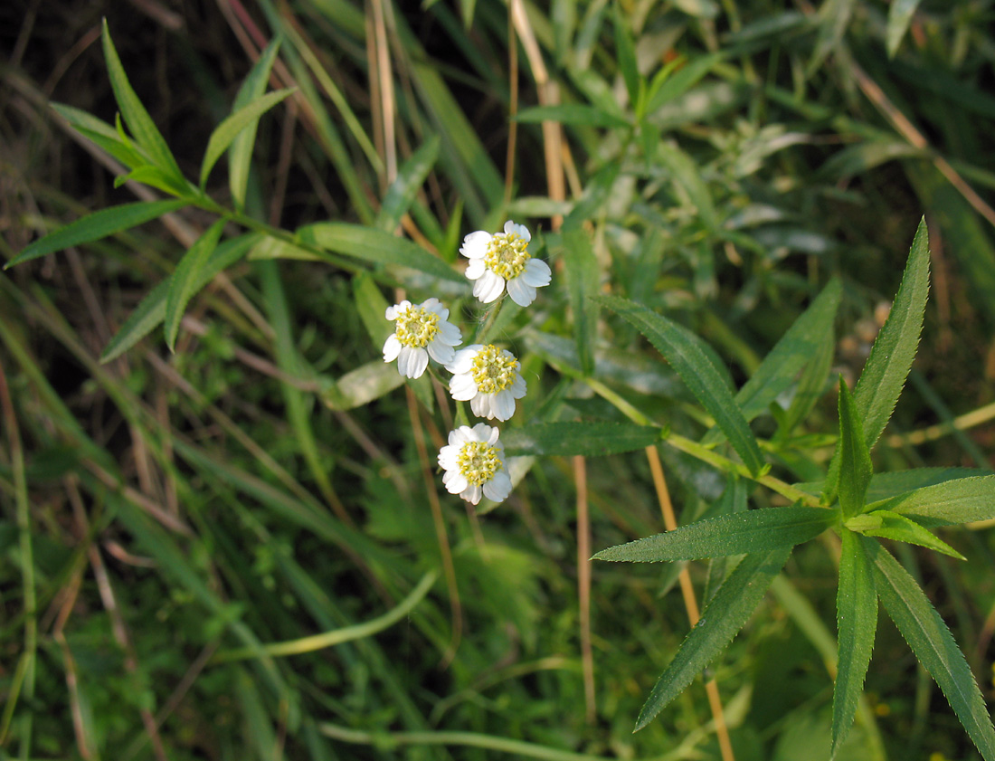 Image of Achillea cartilaginea specimen.