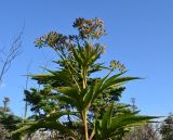 Senecio cannabifolius