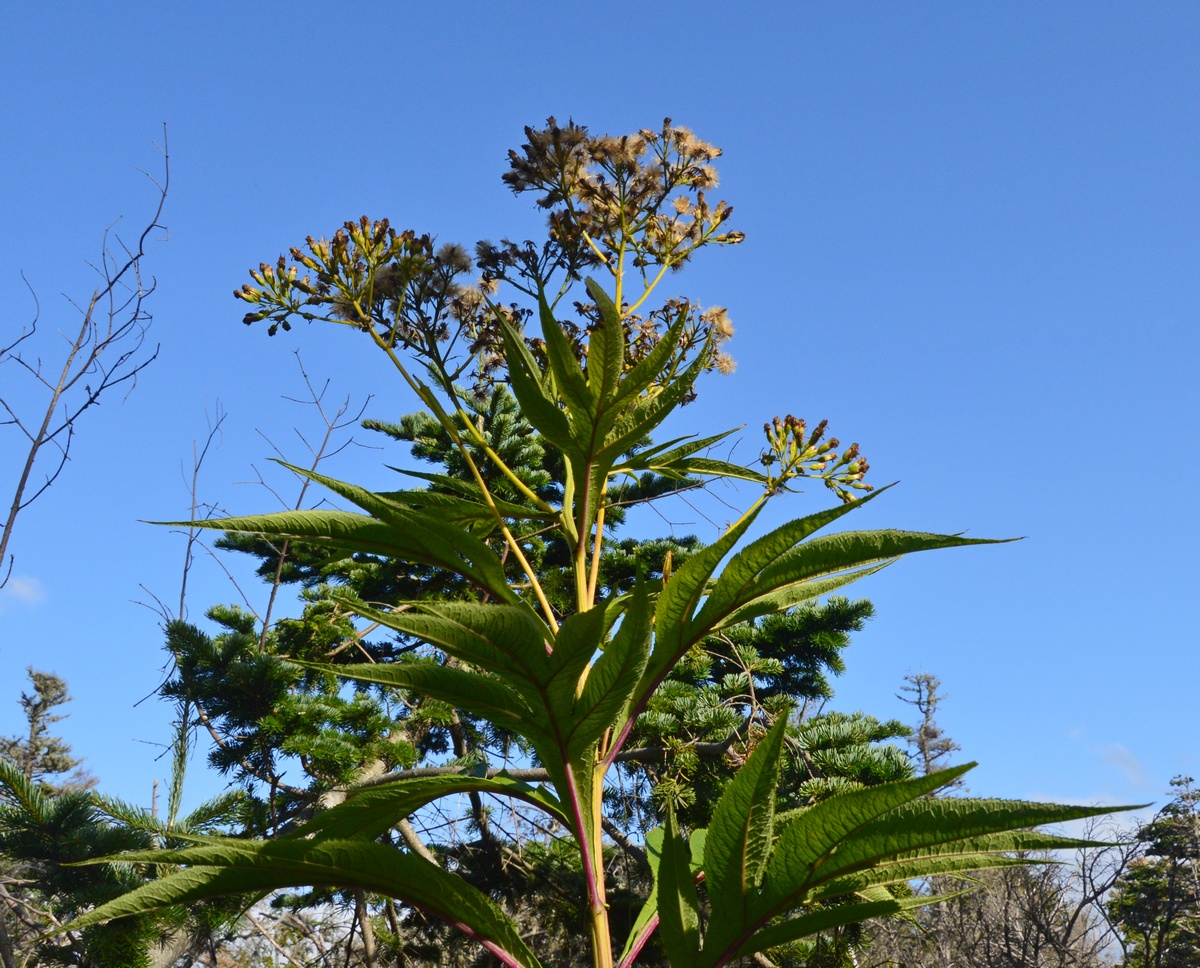 Image of Senecio cannabifolius specimen.