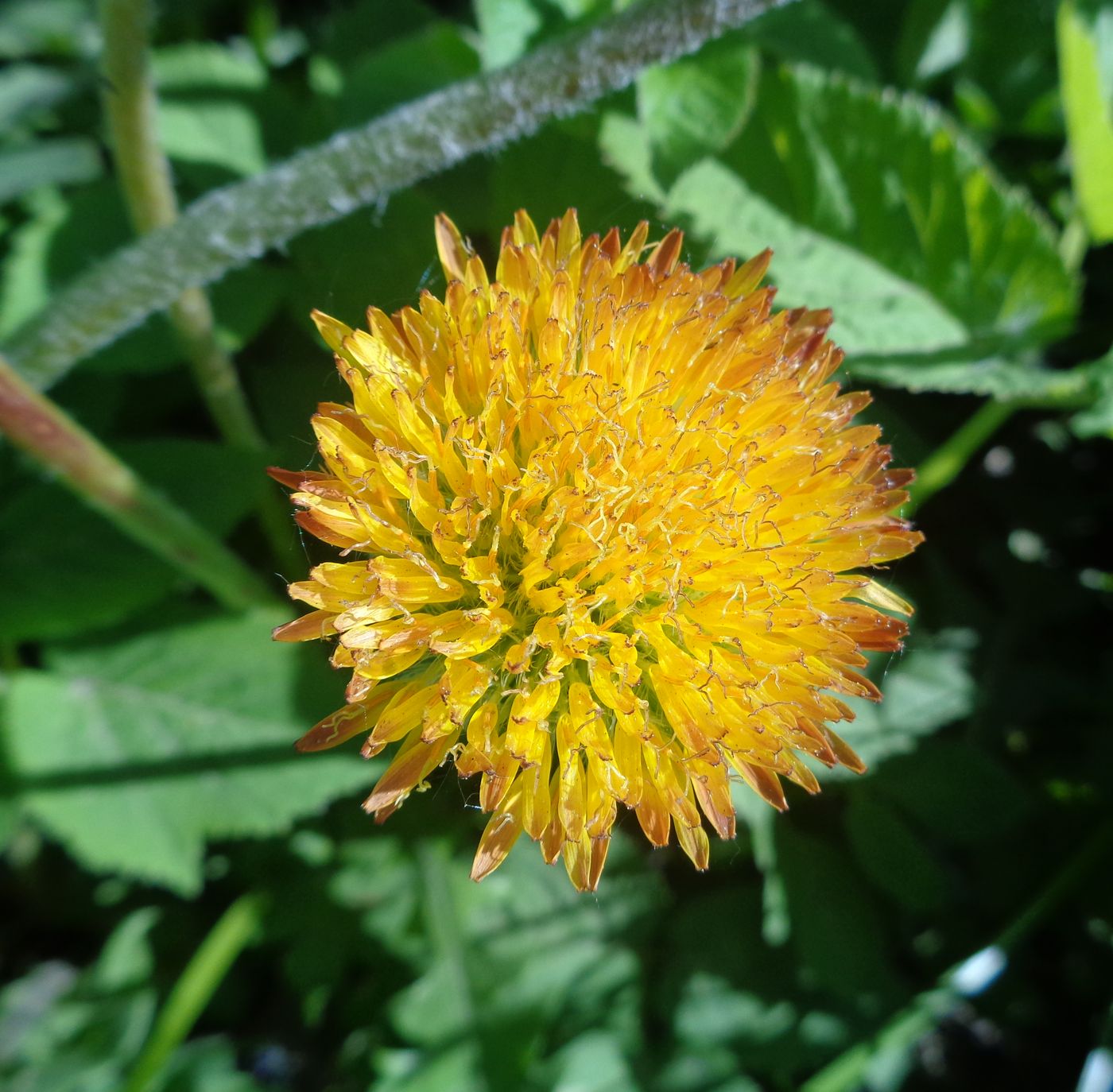 Изображение особи Taraxacum officinale.