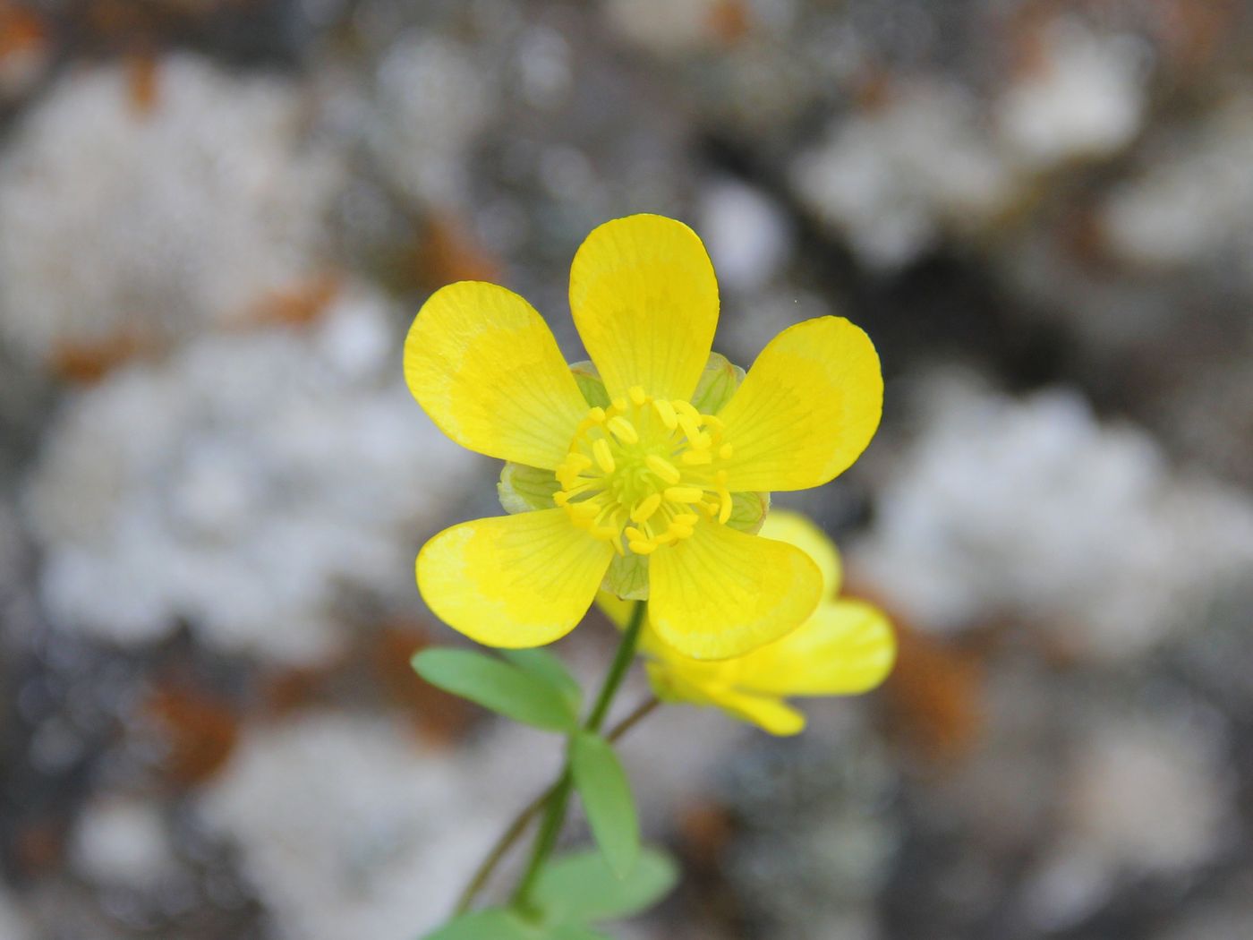 Image of Ranunculus mindshelkensis specimen.