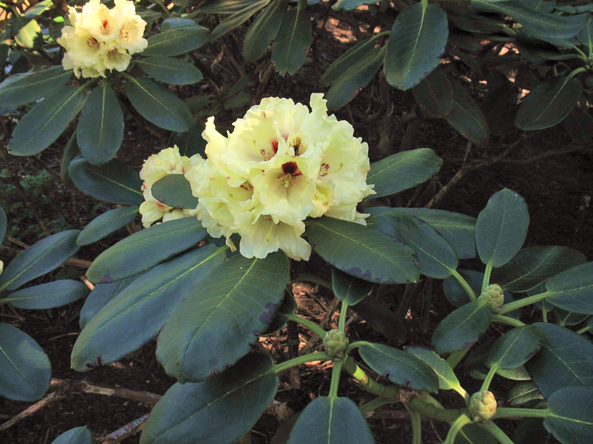 Image of Rhododendron clementinae specimen.