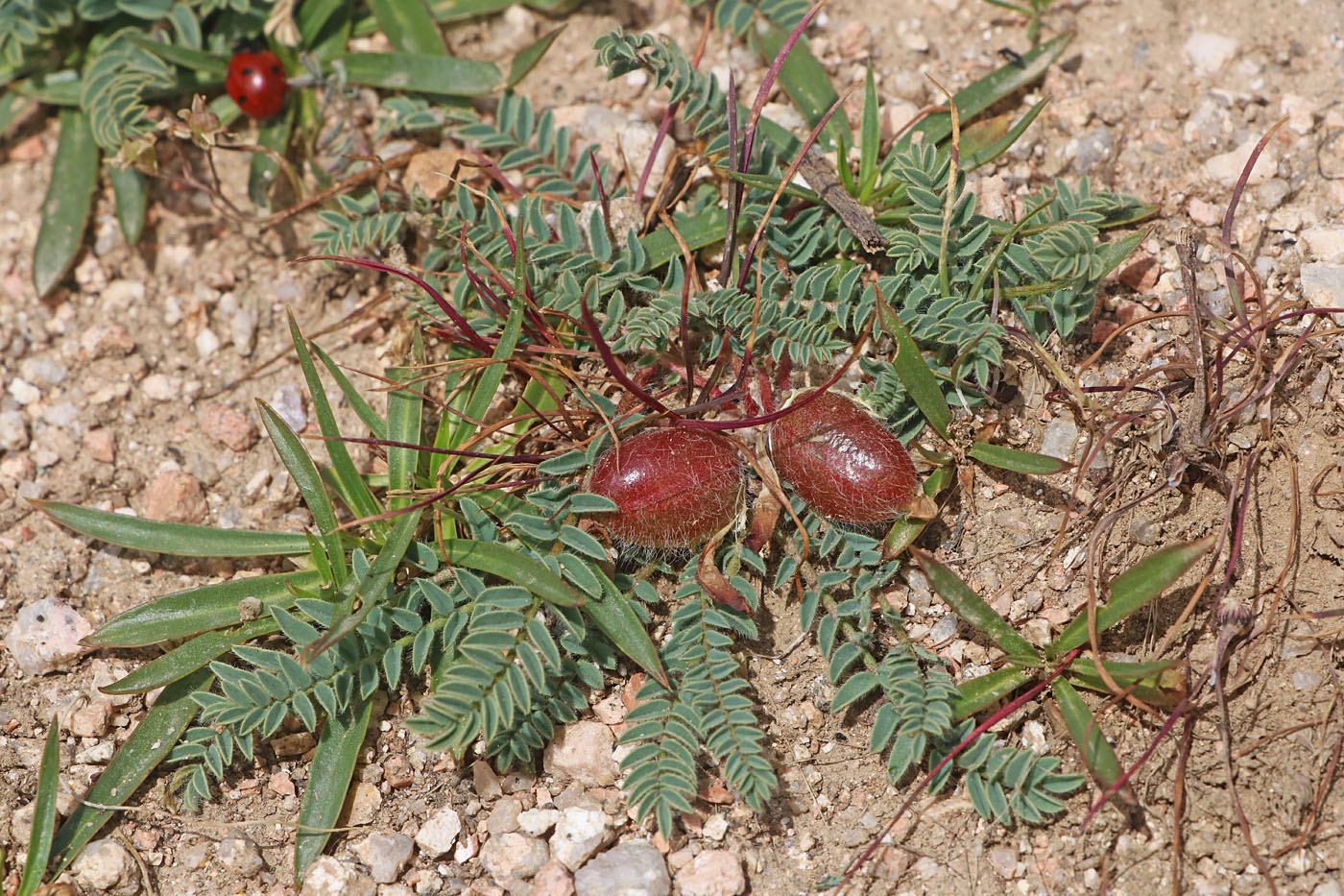 Image of Astragalus taldycensis specimen.