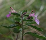 View full-size image Teucrium chamaedrys