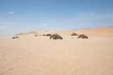 Arthraerua leubnitziae. Плодоносящие растения на незакреплённых песках. Намибия, регион Erongo, ок. 5 км к югу от г. Свакопмунд, пустыня Намиб, национальный парк \"Dorob\". 01.03.2020.