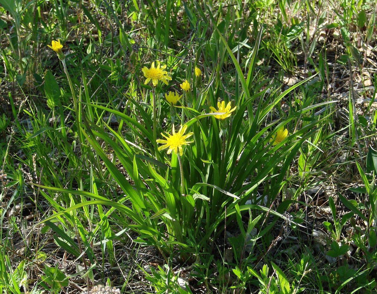 Image of Scorzonera radiata specimen.