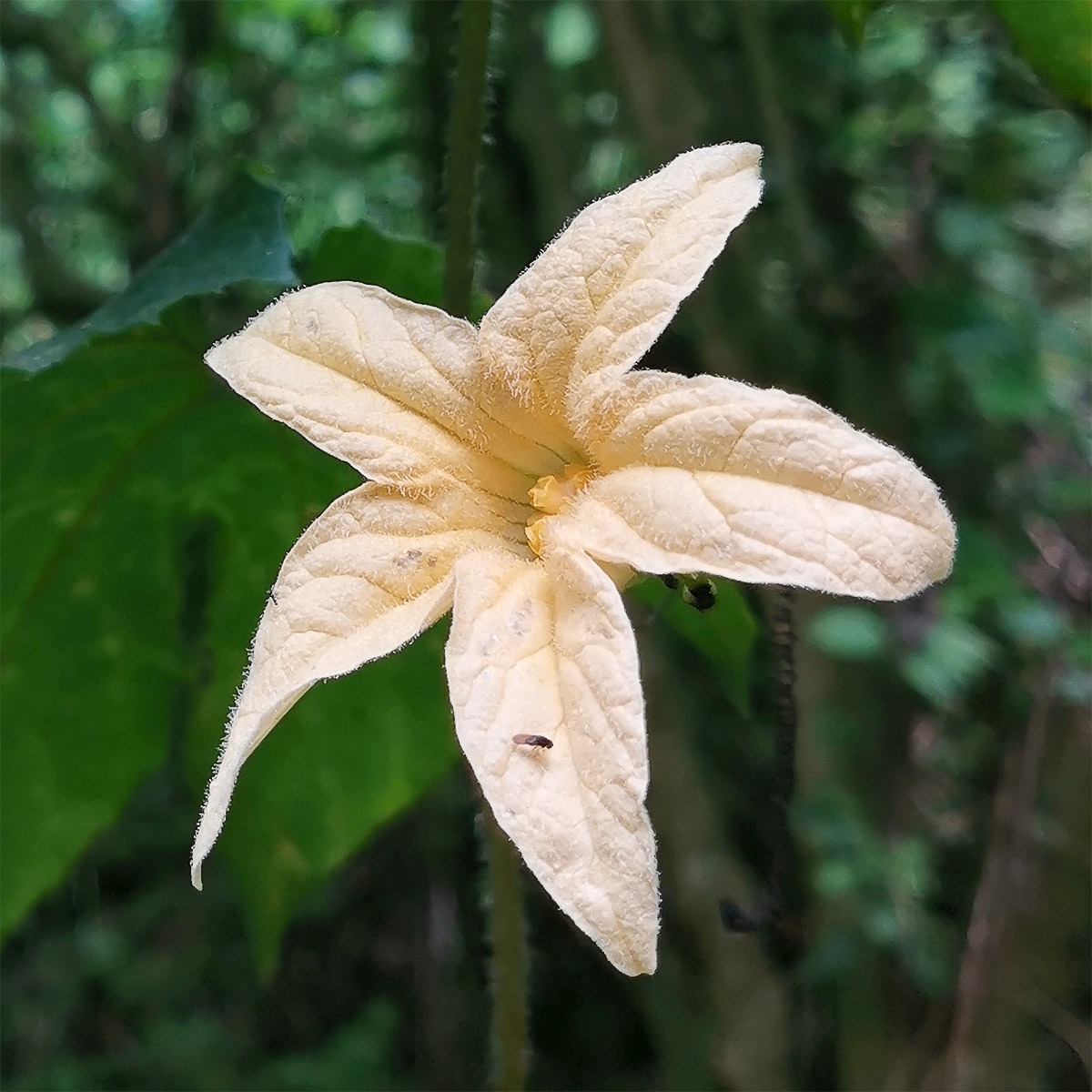 Image of Coccinia grandiflora specimen.