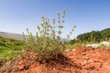 Galium verum. Зацветающее растение. Адыгея, Кавказский биосферный заповедник, Азишский перевал, субальпийский луг, ≈ 1900 м н.у.м., русло временного водотока. 31.08.2019.