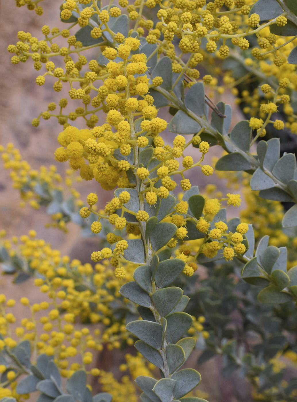 Изображение особи Acacia cultriformis.