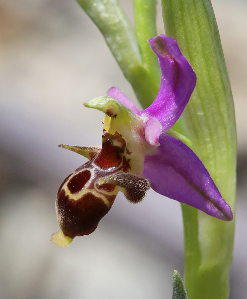 Image of Ophrys oestrifera specimen.