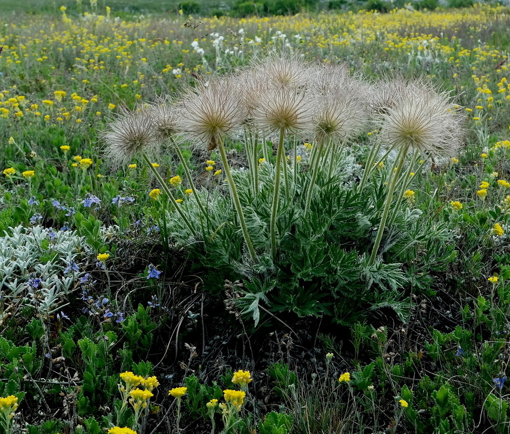 Изображение особи Pulsatilla taurica.