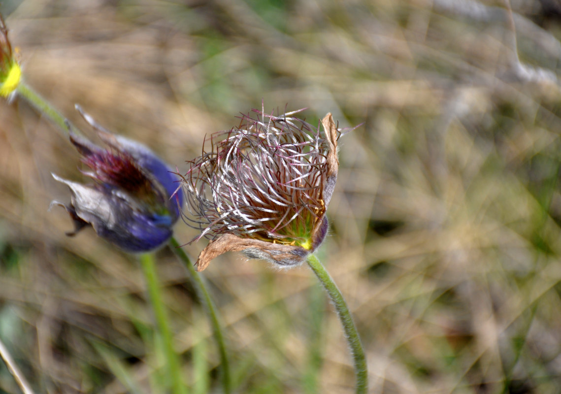 Изображение особи Pulsatilla patens.