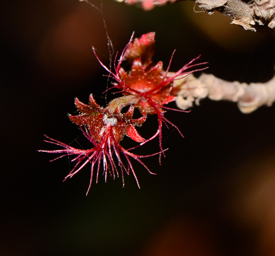 Image of Acalypha wilkesiana specimen.