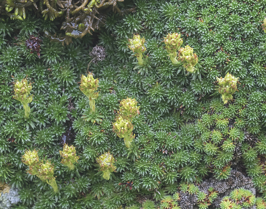 Изображение особи род Saxifraga.