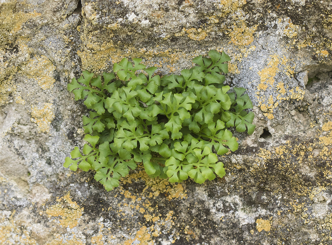 Изображение особи Asplenium ruta-muraria.