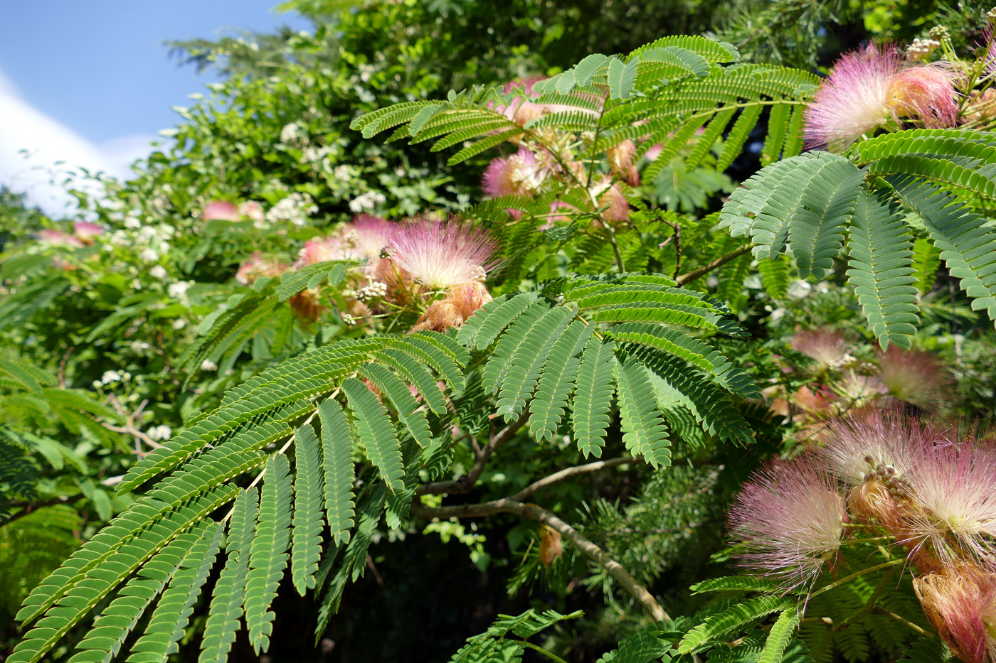 Image of Albizia julibrissin specimen.