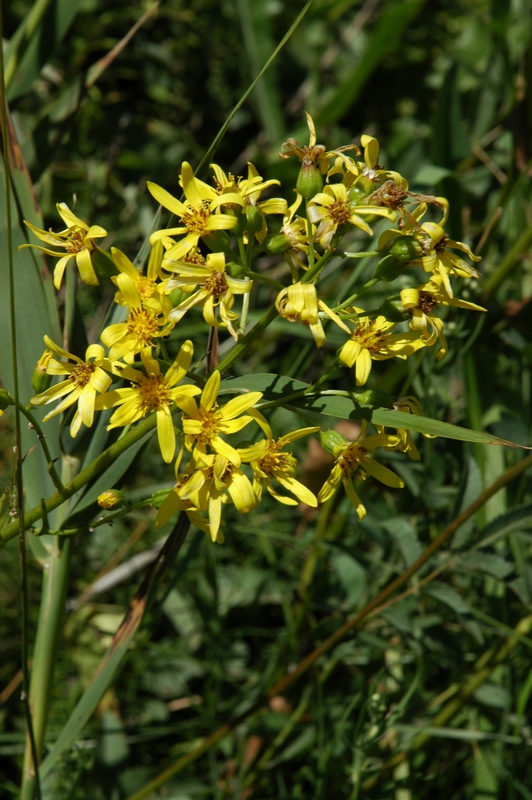 Изображение особи Ligularia thyrsoidea.