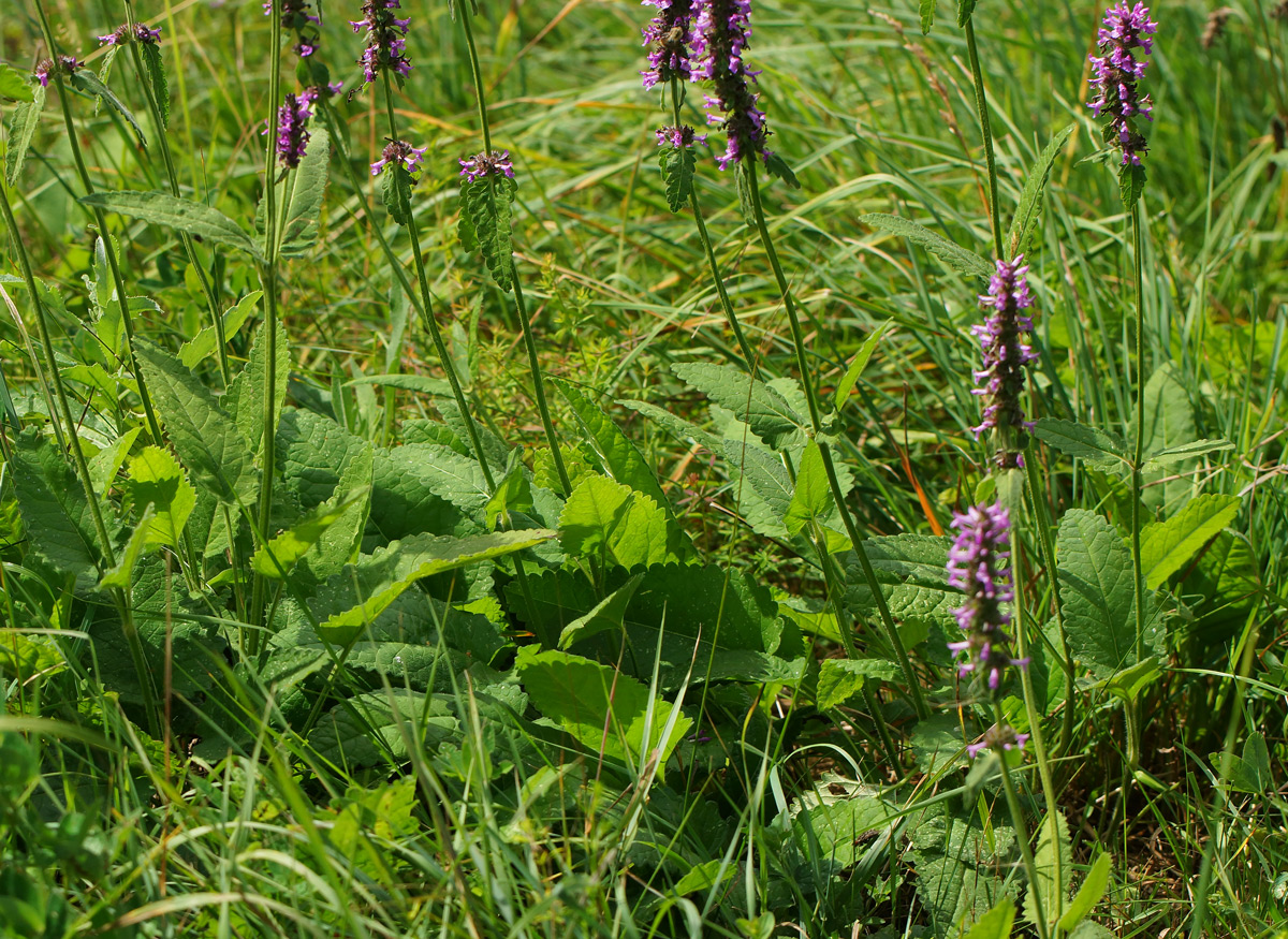 Изображение особи Betonica officinalis.