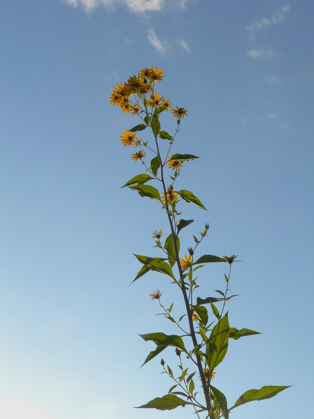 Image of Helianthus tuberosus specimen.