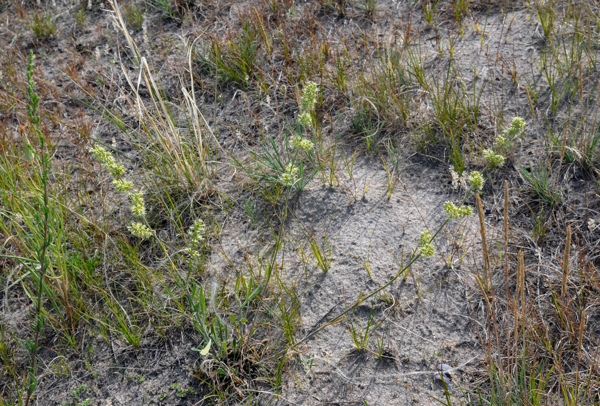 Image of Silene chersonensis specimen.