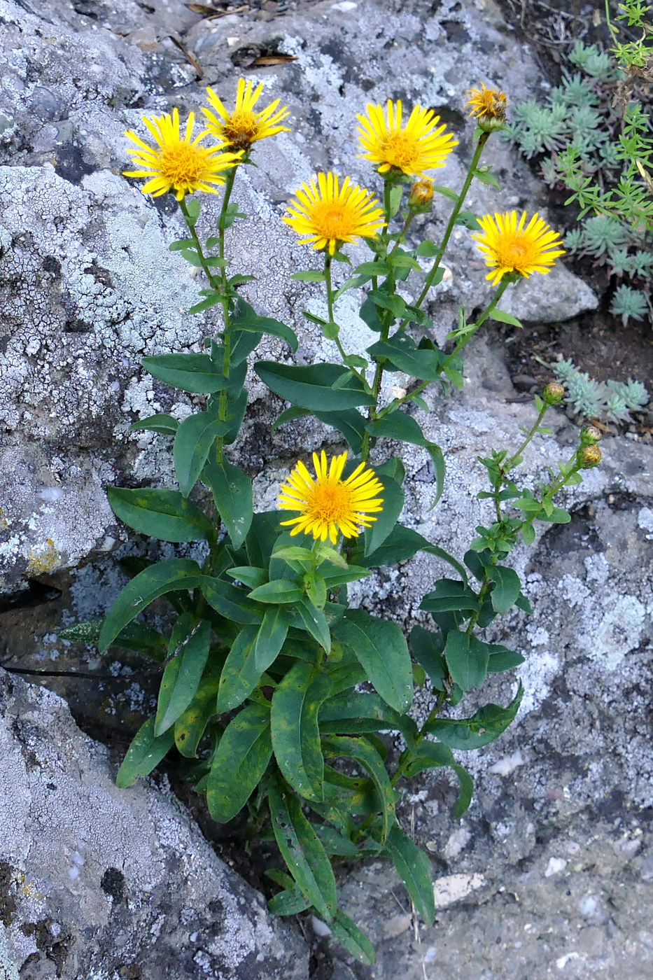 Image of Inula aspera specimen.