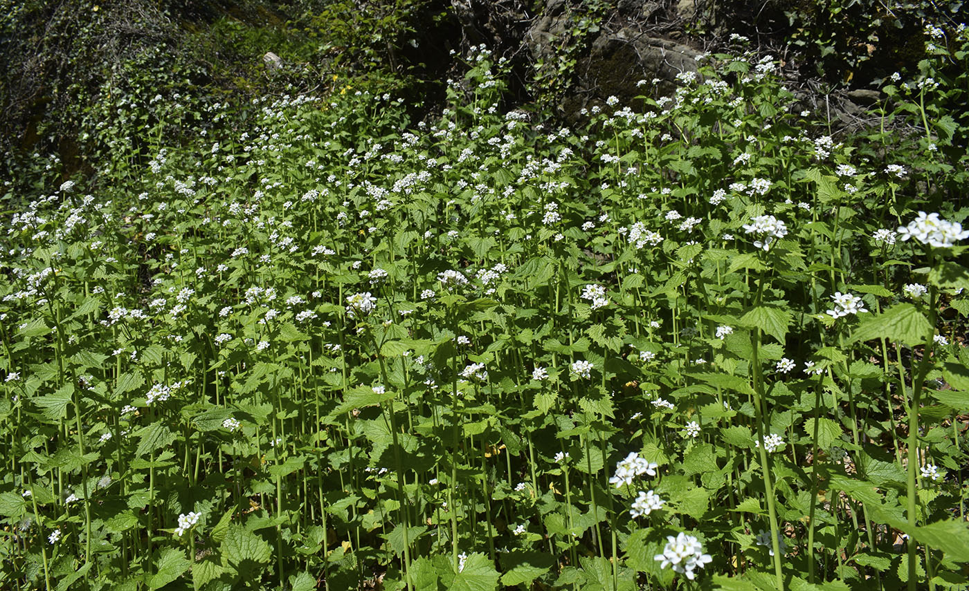 Image of Alliaria petiolata specimen.