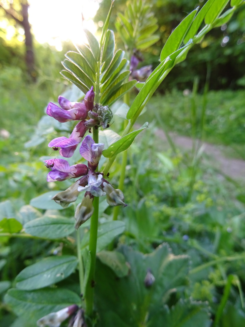 Изображение особи Vicia sepium.