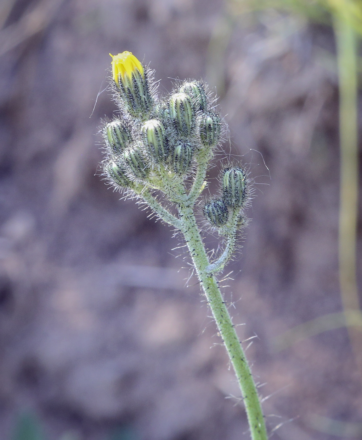 Изображение особи Pilosella procera.