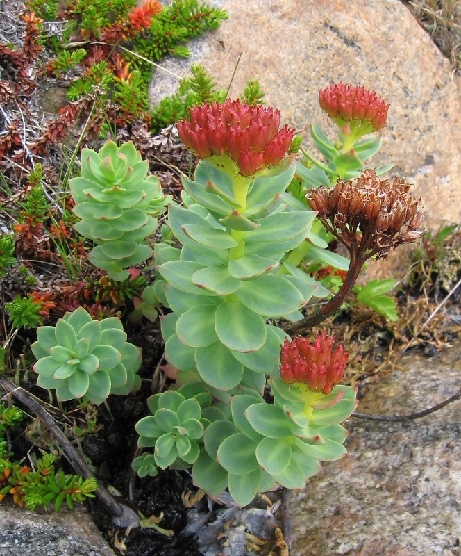 Image of Rhodiola rosea specimen.