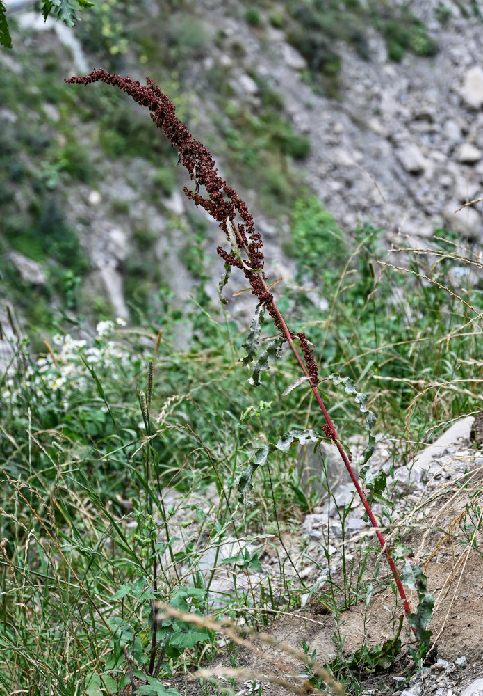 Image of Rumex crispus specimen.