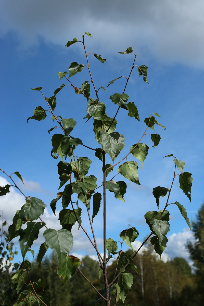 Image of Betula pendula specimen.